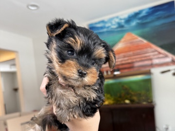 Yorkshire Terrier – yorkies Chicago area Illinois