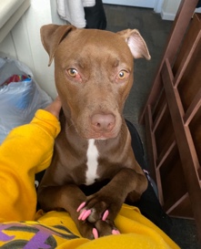 American Pit Bull Terrier – Coco the pitbull