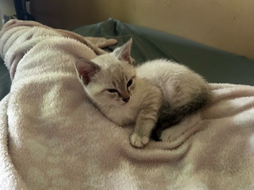 Adorable Kittens for Sale – 6 Weeks Old – Cincinnati – Cincinnati