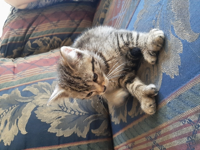 Bungle cat