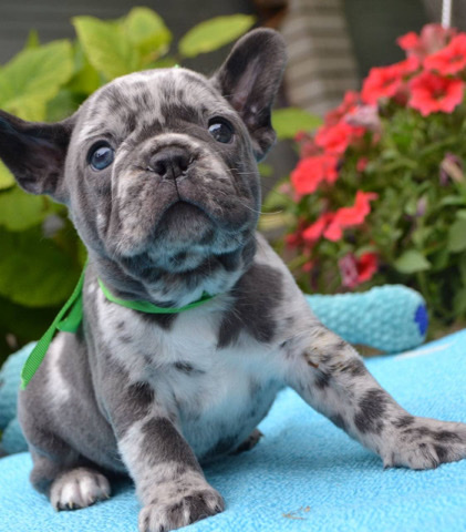 French Bulldog – Snoopy Adorable Boy French Bulldog Puppy - Merle Blue - eyed Frenchie puppies - Male bulldogs