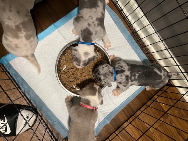 American Bulldog – American bully