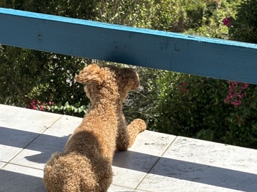 Poodle – TOY POODLE – Manvel