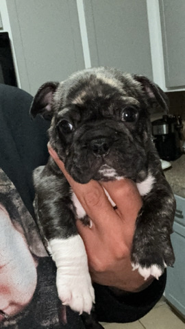 French Bulldog – French