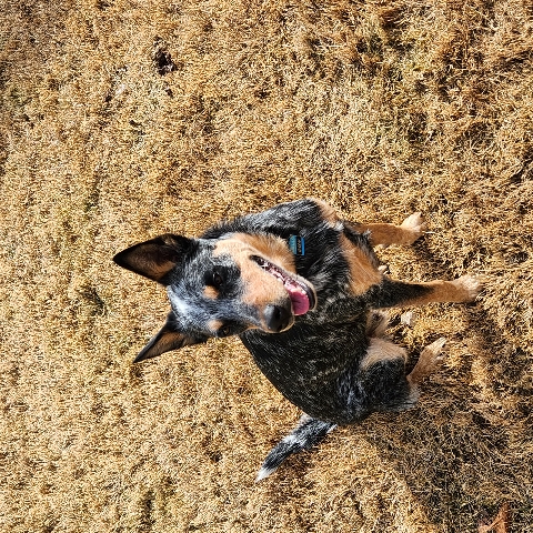Australian Cattle Dog – Red Blue Heeler Mix