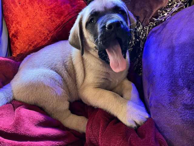English Mastiff – AKC English Mastiff puppies