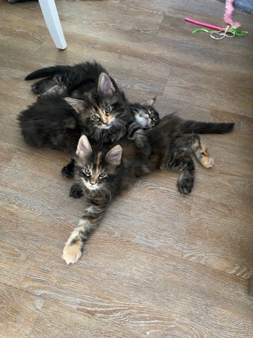 Maine Coon – ready to be rehomed