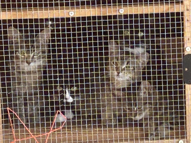 Adopt Russian White, Black and Tabby rehoming Free cats (rehome fee is5) in Victorville