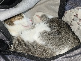 Cats need a good home, free!!!!