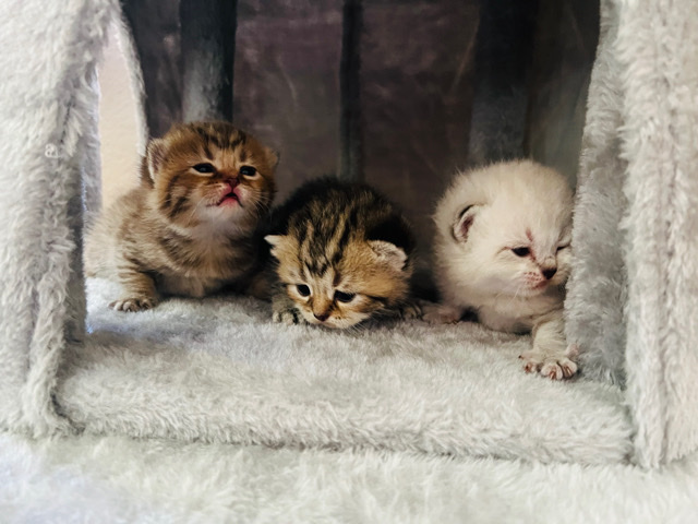 British Shorthair – British shorthair
