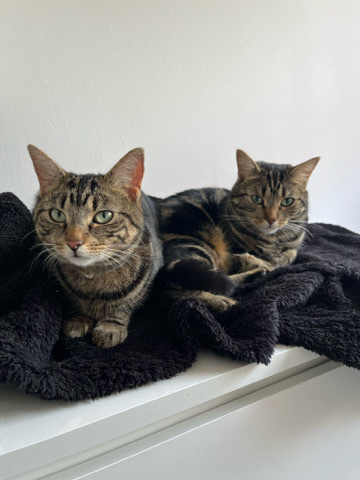 cats for sale