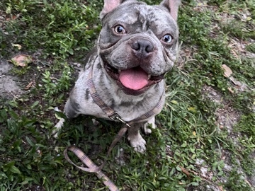 French Bulldog – merle Frenchie – Delray Beach
