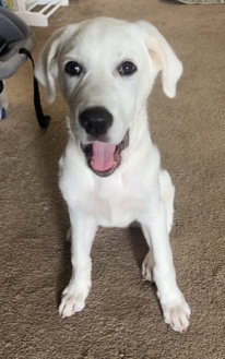 Great Pyranese Mix Puppy