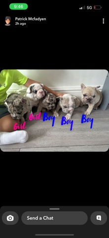 French Bulldog – rope nose frenchies