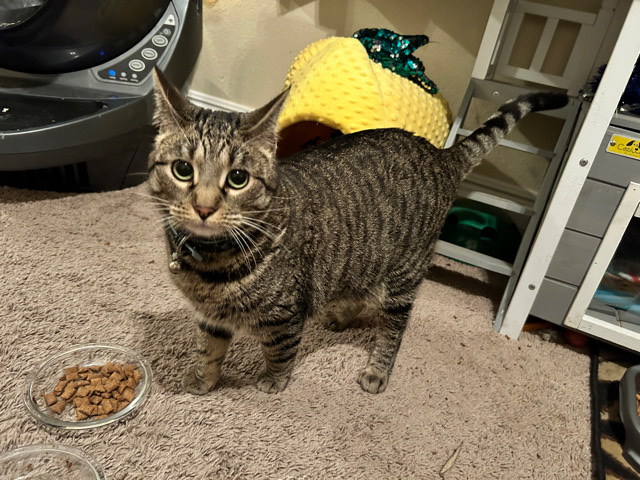 Russian White, Black and Tabby – loving cat needs home by herself