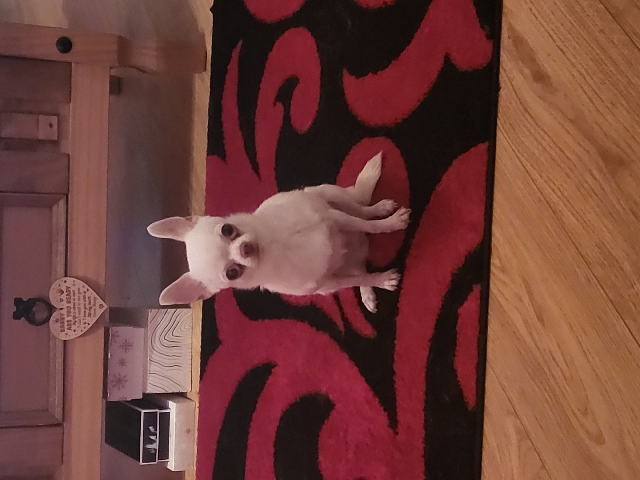 Chihuahua – chrissy
