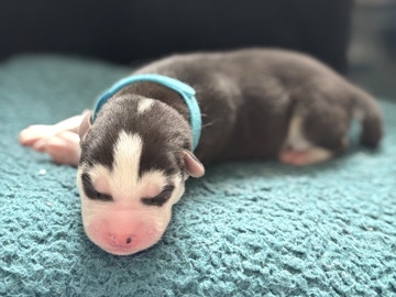 Siberian Husky – Siberian Husky (Male) – Coram