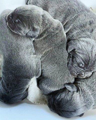 Cane Corso – Cane Corso puppies NEW ARRIVALS
