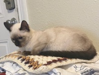 Siamese – Chocolate Point Siamese Kitten – Galveston