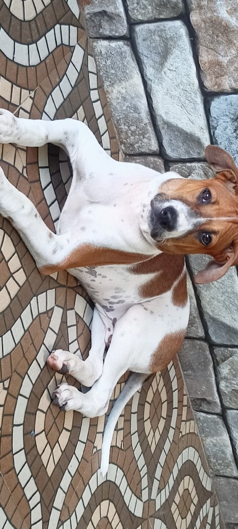 Hare Indian Dog – 5 month Indian dog