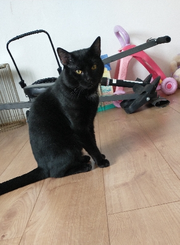 Bombay – Loveable male black cat.