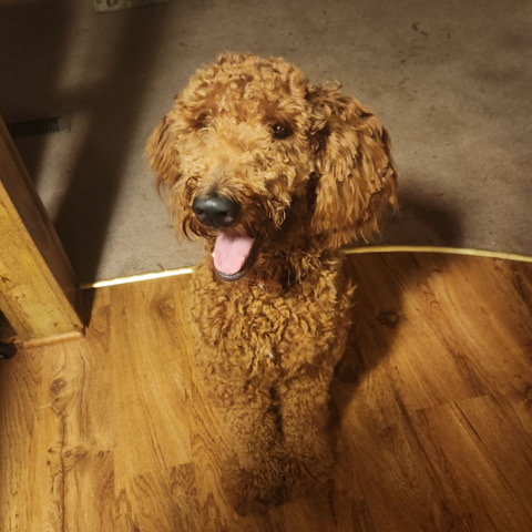 10 month old golden doodle Marley