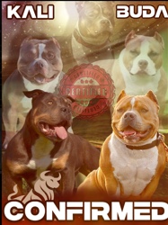 American Bulldog – ABKC American Bully puppies