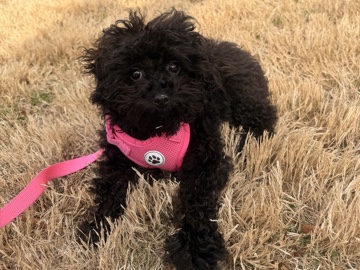 Cavapoo – 🌸 Adorable 4-Month-Old Cavapoo Girl – Marietta