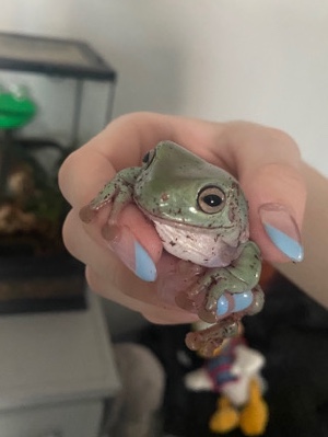 frog – Pet White’s Tree Frog: Tiana