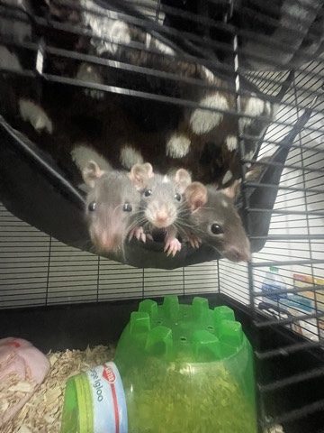 pet rats!