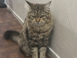 Maine Coon – Toby – Toronto