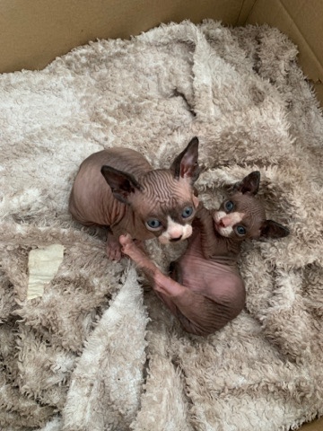 Sphynx – Canadian sphynx