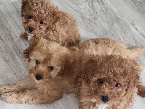 Cavapoo – 1 Male Cavapoo and 1 Female Cavapoo – Chester