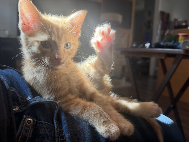 8 week male kitten – Sedalia