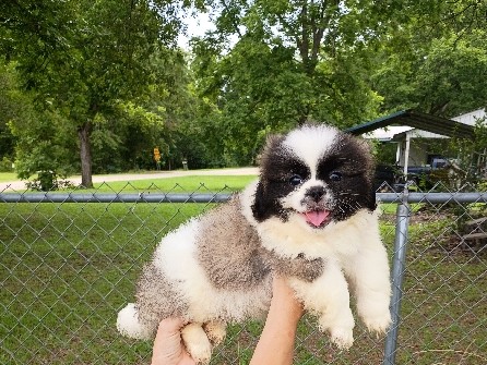 Peekapoo – Peekapoo Male Puppy – Slocomb