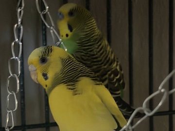 Parakeet – Birds any amount 1-5 – St. Charles