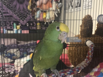 Amazon Parrot – double yellow headed male – Houston