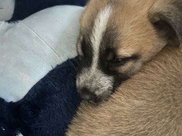 German Shepherd - O Dog available for adoption in Glendale