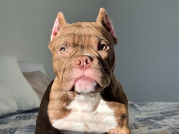 American Bulldog – American bullyn Exotico – Lexington