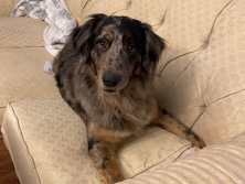 Dog for rehome – Knoxville