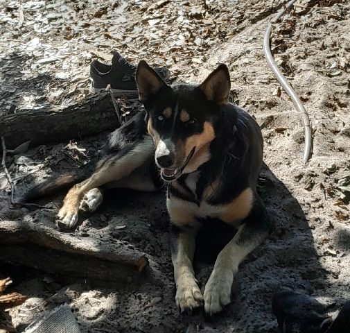 German Shepherd – German Shepherd/Husky