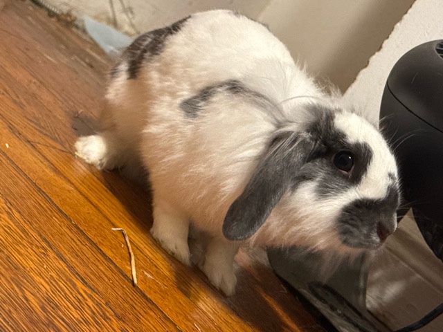 Lionhead – Cute friendly girl bunny rabbit – Hackensack