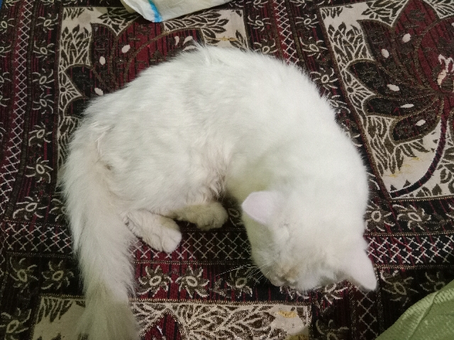 petshome%2Fadverts%2FnfGQinvjaW1htHTFzkJG%2Fmain image