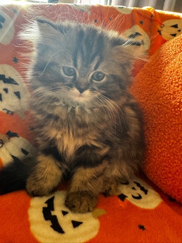 Persian (Traditional) – Persian Kitten 10 Week Old Female Tabby Brown