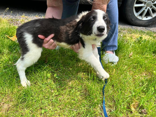 Border Collie – female pure bred border collies