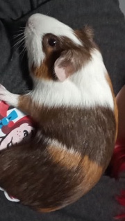 Any – Guinea Pig