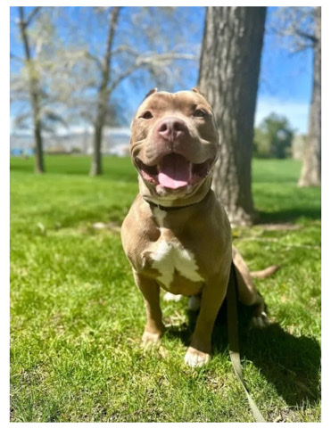Pitbull