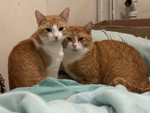 American Shorthair - 2 Lovely Orange Cats  available for adoption in Washington