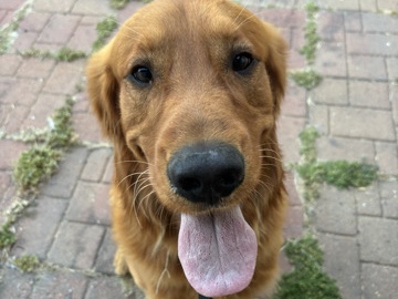 Golden Retriever – 4 Year Old Male Golden Retriever