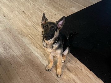 German Shepherd – German shepherd pure breed – Grand Prairie